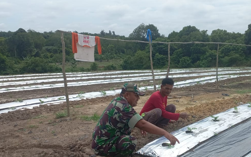 Wujud Kepedulian TNI, Babinsa Bukit Nenas Turun ke Lahan Dukung Petani Tanam Semangka