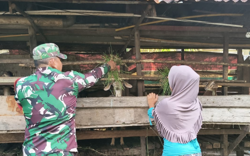 Aktif Dampingi Peternak, ini Pesan Babinsa Teluk Binjai