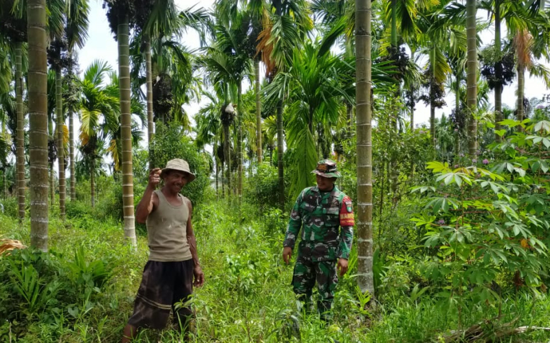 Cegah Karhutla, Babinsa Sungai Sembilan Dampingi Petani Rawat Tanaman Cabai