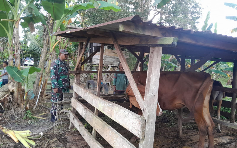 Rutin Sosialisasi Pencegahan PMK oleh Babinsa Koramil 01/Dumai