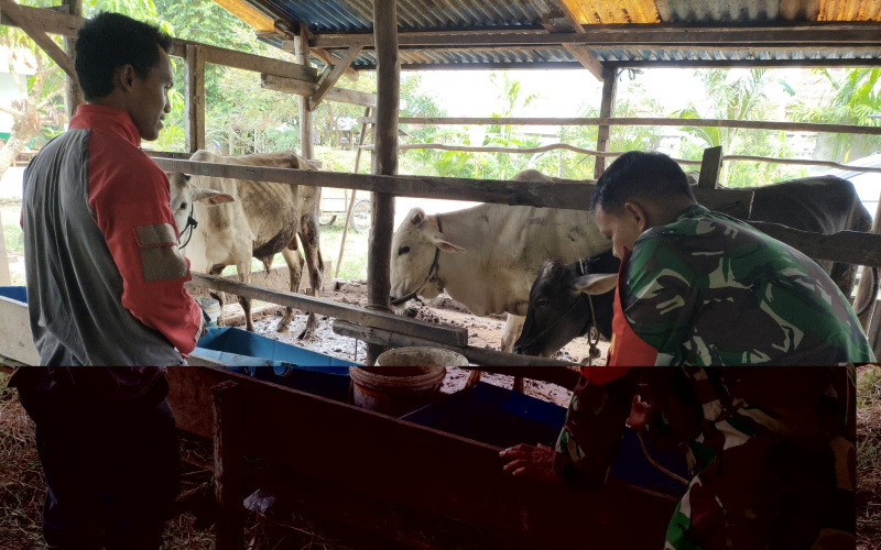 Mencegah Penyakit Hewan Ternak Warga, Babinsa Jaya Mukti Lakukan ini