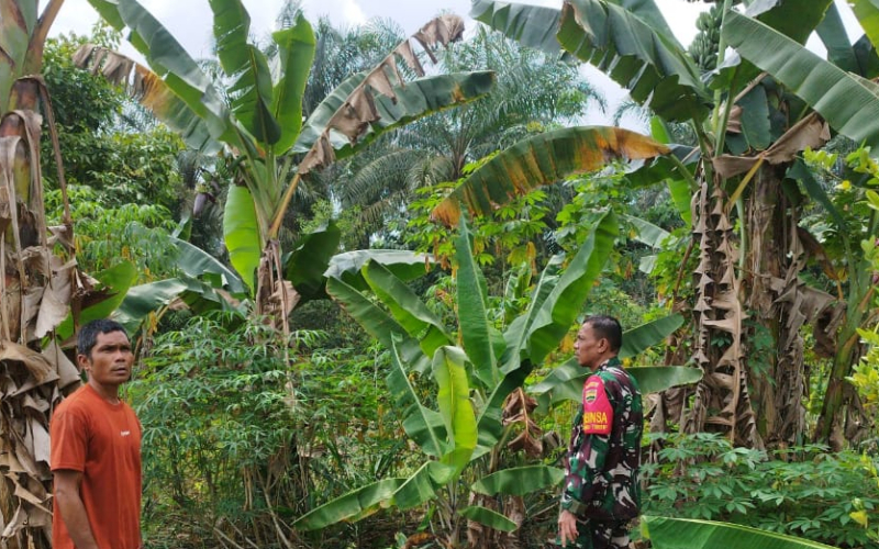 Edukasi Koramil 03 Terkait Bahaya Membuka Lahan dengan Cara Membakar