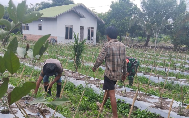 Babinsa dan Petani Bersinergi Jaga Produktivitas Cabai Merah di Dumai