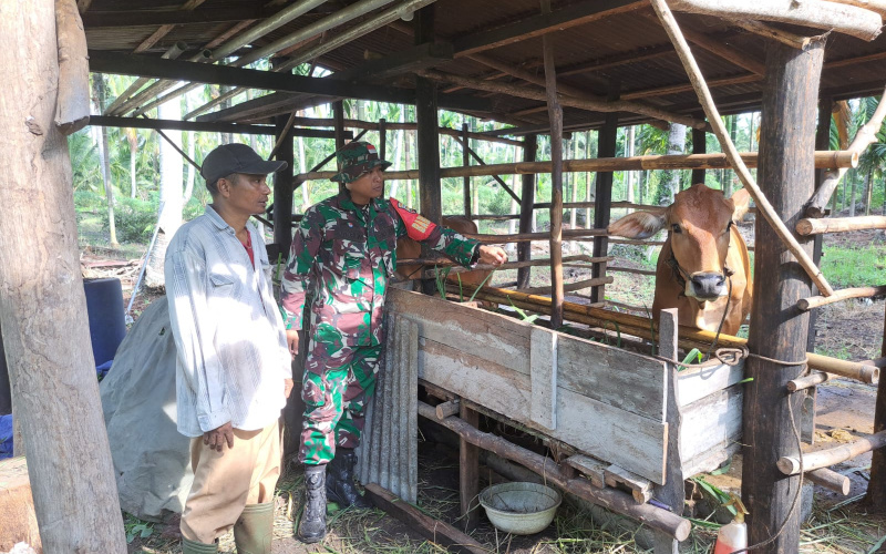 Babinsa Bukit Datuk Sambangi Peternakan Warga, Sosialisasi PMK