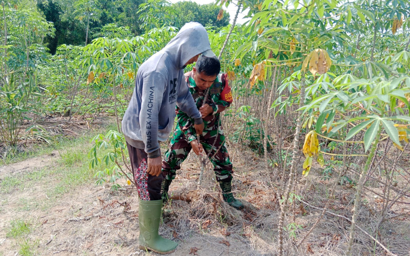 Babinsa Koramil 01Dumai Lakukan Pendampingan Giat Tanam Ubi