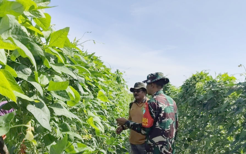 Pendampingan Karya Nyata: Babinsa Batu Teritip Ajak Warga Tingkatkan Produktivitas dan Waspada Karhutla