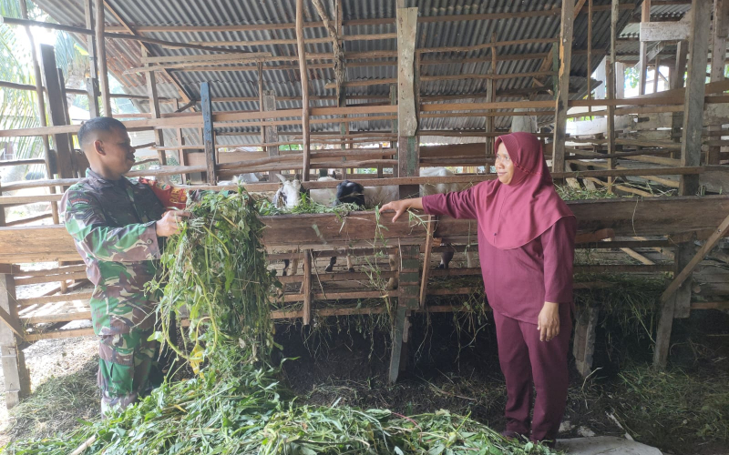 Babinsa dari Koramil 01 Cegah Wabah PMK di Peternakan Kambing