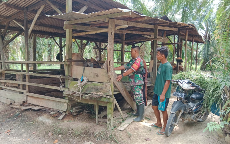 Babinsa Sei Geniot Pantau Peternak Sapi dan Lakukan Sosialisasi Cek Kesehatan