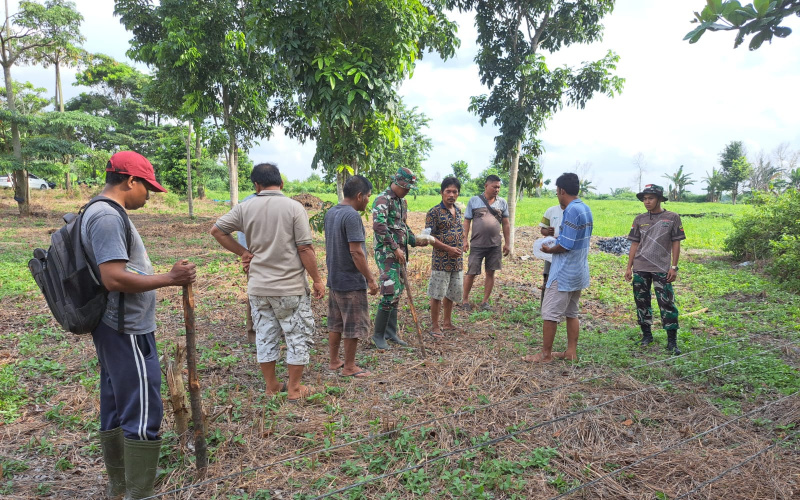 Memasuki Hari Ketiga, Penanaman Padi Gogo yang Dipelopori oleh Babinsa Bukit Datuk