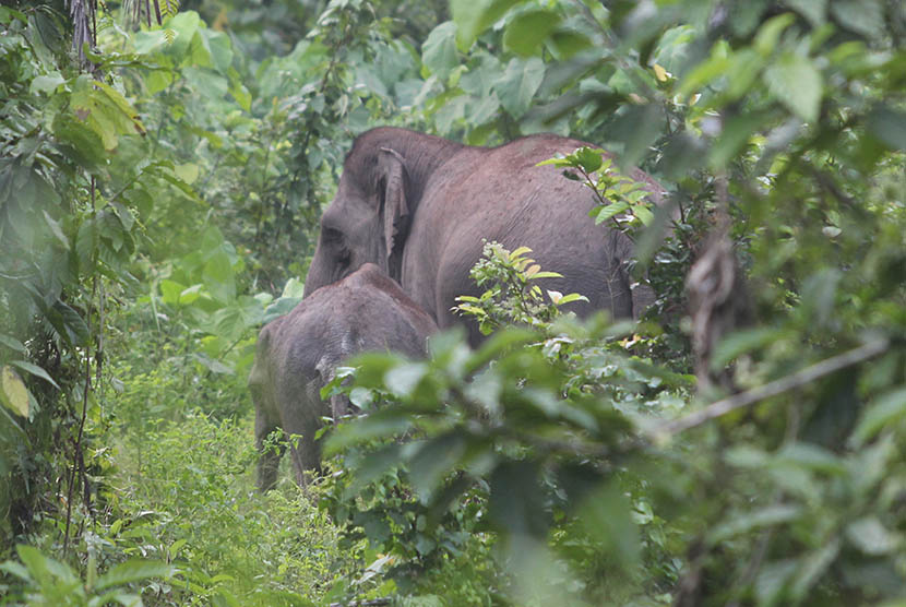 Belasan Gajah Liar Berkeliaran di Pekanbaru, Rusak Kebun Warga