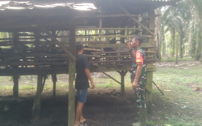 Babinsa Serda Erwan dari Koramil 03 Sosialisasi PMK di Peternakan