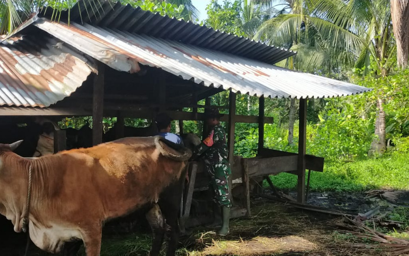PMK, Babinsa Koramil 03 Berikan Edukasi kepada Peternak