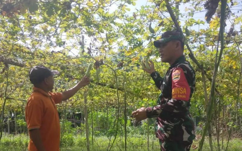 Babinsa Teluk Binjai Dampingi Petani, Fokus Pengembangan Tanaman