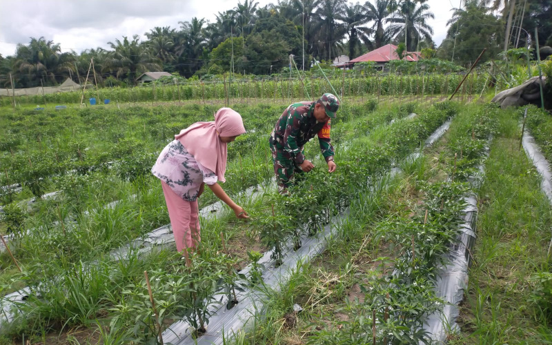 Sertu Jumat Desmanto Laksanakan Pendampingan Kepada Petani
