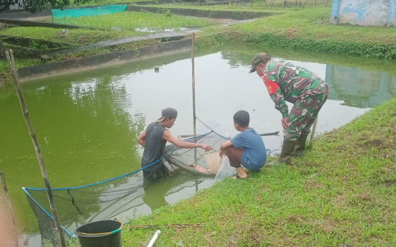 Babinsa Bagan Besar Kualitas Dan Kuantitas Produksi Bibit Ikan Air Tawar