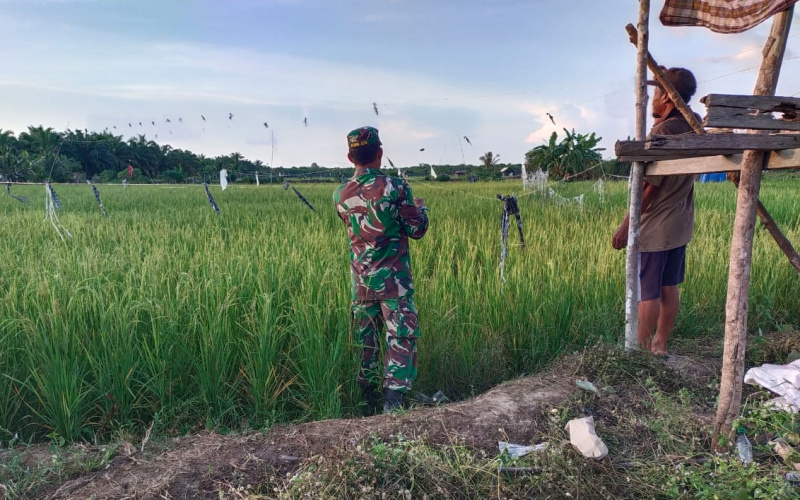 Koramil 03 Sei Sembilan Karya Nyata Taman Padi Gogo