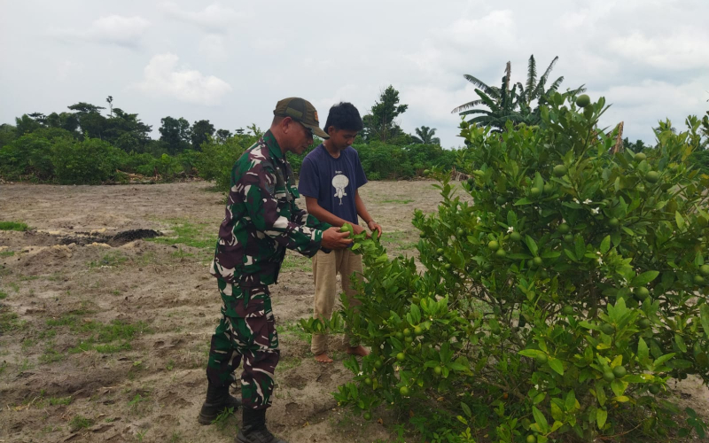 Perkuat Kemanunggalan TNI–Rakyat, Babinsa Koramil 01 Dumai Dampingi Petani Jeruk Nipis