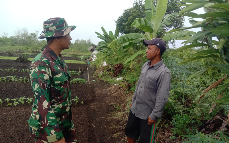 Dukung Program Pertanian, ini yang Dilakukan Babinsa Bagan Keladi