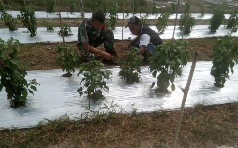 Menanam Cabai, Babinsa Bukit Kapur Dampingi Petani