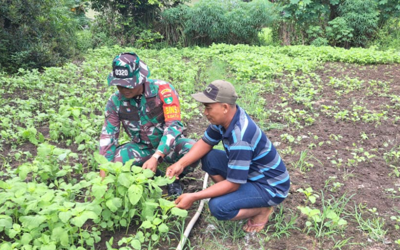 Patroli Karhutla di Dumai Barat, Babinsa Sekaligus Dukung Karya Nyata Pertanian