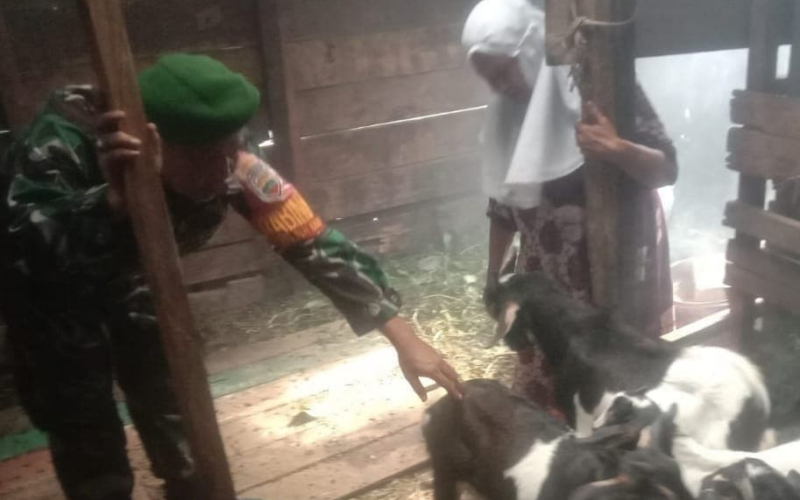Babinsa Kelurahan Buluh Kasap Cegah Wabah PMK, Bentuk Kepedulian Terhadap Petani