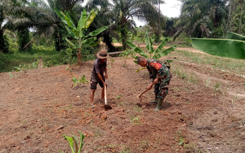 Koramil 01 Bantu Petani Siapkan Lahan Agar Proses Penanaman Lancar