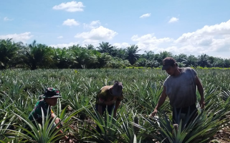 Babinsa Bangsal Aceh Aktif Patroli Karhutla