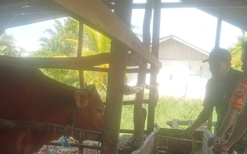 Koramil 01 Sambangi dan Pantau Langsung Kondisi Kesehatan Hewan Ternak