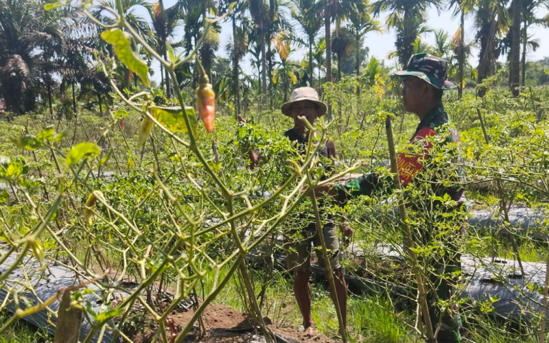Babinsa Koramil 03 Dukung Swasembada Pangan, Begini Caranya