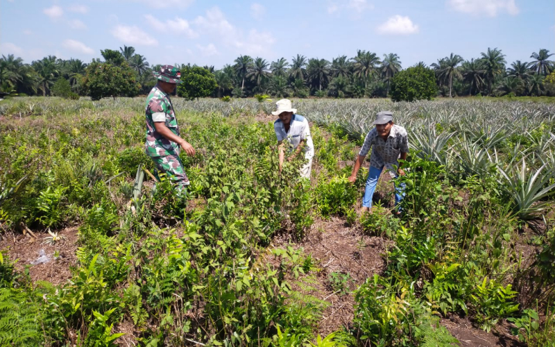 Babinsa Koramil 03 Giat Patroli, Sekaligus Pendampingan Kepada Petani