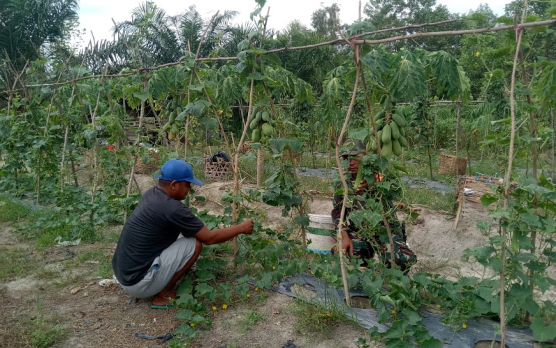 Karya Nyata Tanaman Timun dan Pepaya, Babinsa Ratusima Gelar Sosialisasi