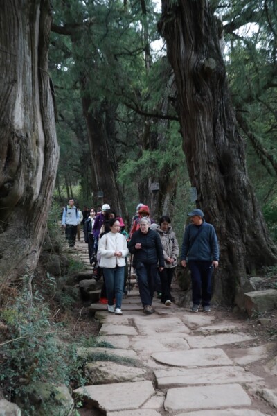 Jian'ge County in Guangyuan Hosts Handover Ceremony for Over 12,000 Ancient and Famous Trees