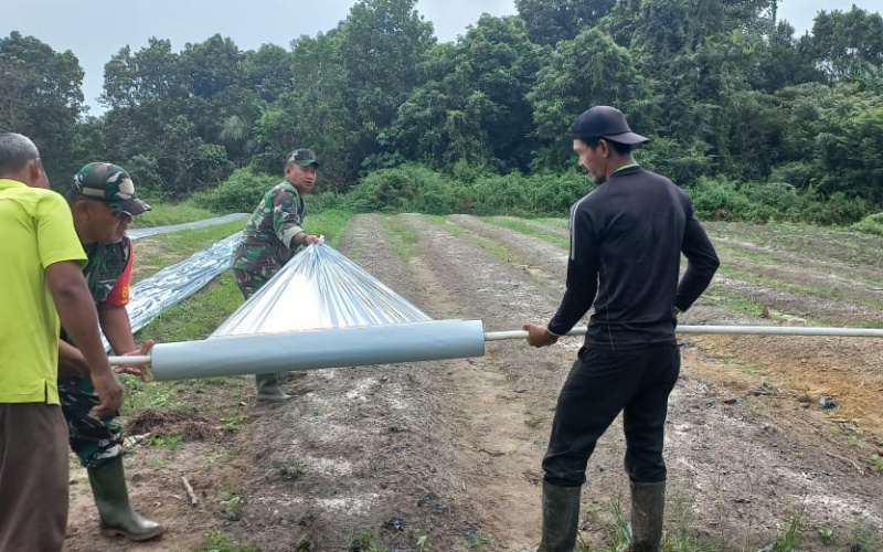 Pemasangan Mulsa Pada Demplot Cabai oleh Personel Koramil 02/BK
