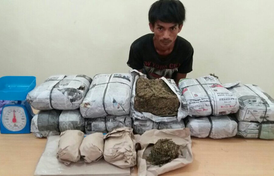 10 Kg Lebih Ganja Kering dan 74, 27 Gram Sabu Berhasil Dicegah Beredar di Pelalawan 