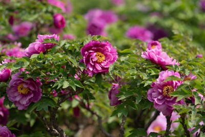 CGTN: Blooming 'flower economy' - Heze's peony industry boosts development, cultural exchanges