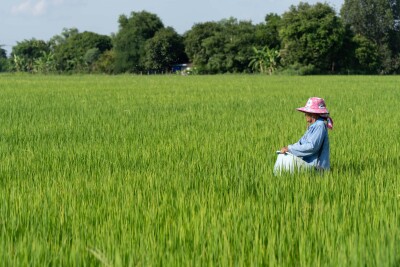 DFI Retail Group Launches Low-Carbon Rice Pilot Programme Reduces at Least 30% in GHG Emissions
