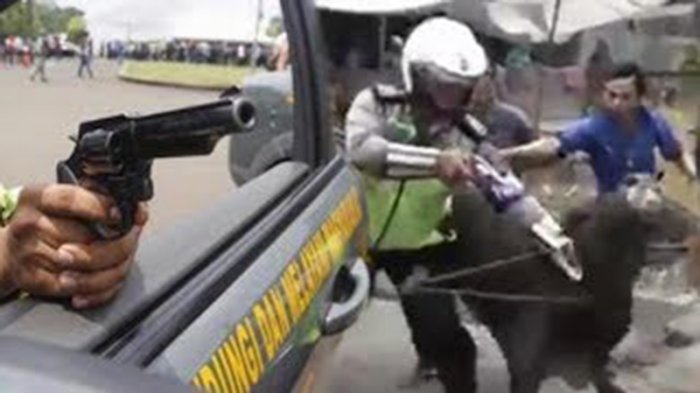 VIDEO: Hewan Kurban Ngamuk, Polisi Ini Todongkan Pistol, Lihat Aksinya!