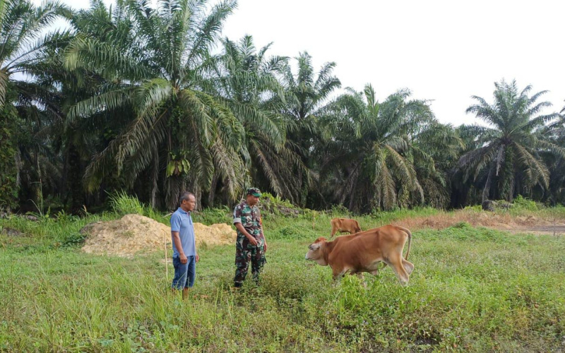 Babinsa Koramil 02/BK Cegah dan Pantau Kesehatan Hewan Ternak