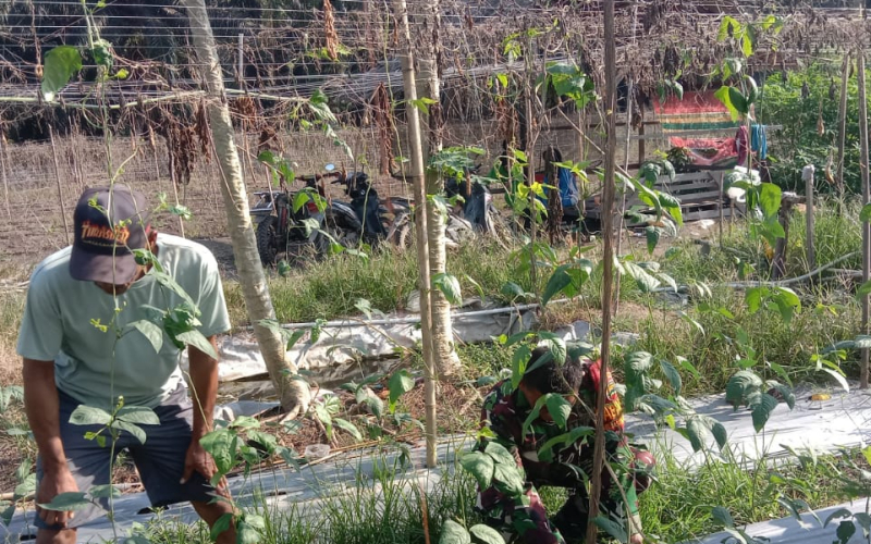 Babinsa Koramil 03 Sei Sembilan: Pertanian Jalan, Lingkungan Tetap Terjaga