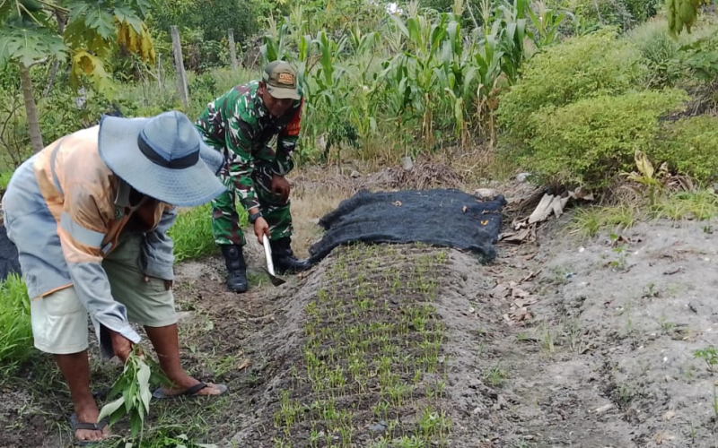 Babinsa Rimba Sekampung Karya Nyata di Kebun Warga