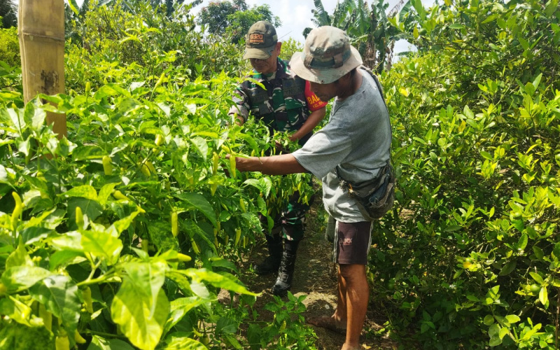 Serka Abu Kasim Patroli dan Karya Nyata di Kebun Cabe Milik Warga