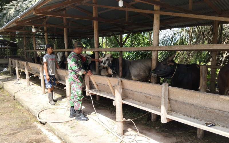 Babinsa Bagan Besar Timur Cek Kesehatan di Peternakan Sapi