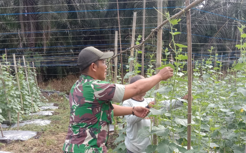 Dampingi Petani, Babinsa Basilam Baru Dukung Swasembada Pangan