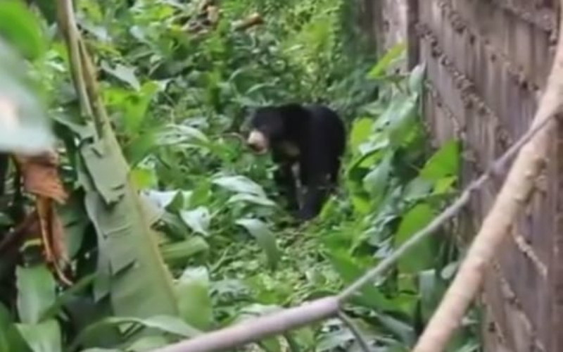 BBKSDA Riau Pasang Perangkap Beruang Madu di Bukit Timah