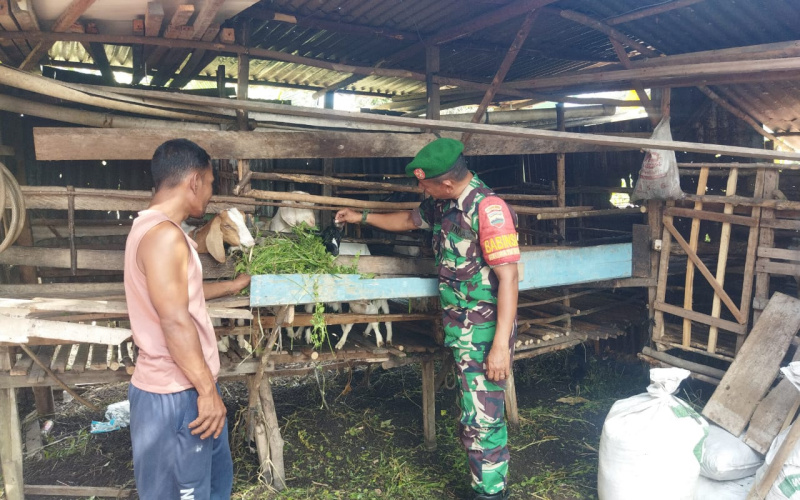 Cegah PMK, Babinsa Koramil 01/Dumai Lakukan Sosialisasi