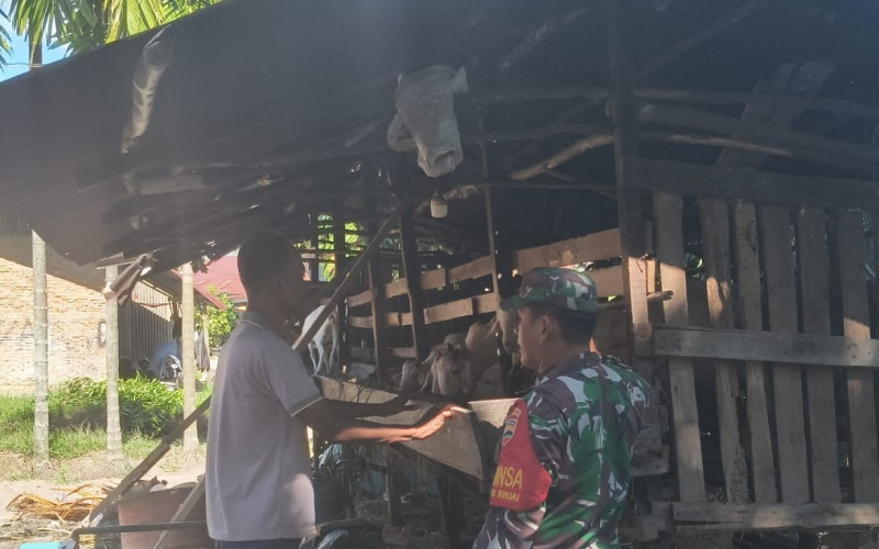 Sertu Arjuna Endar Turun ke Lapangan, Pastikan Kesehatan Kambing Peternak