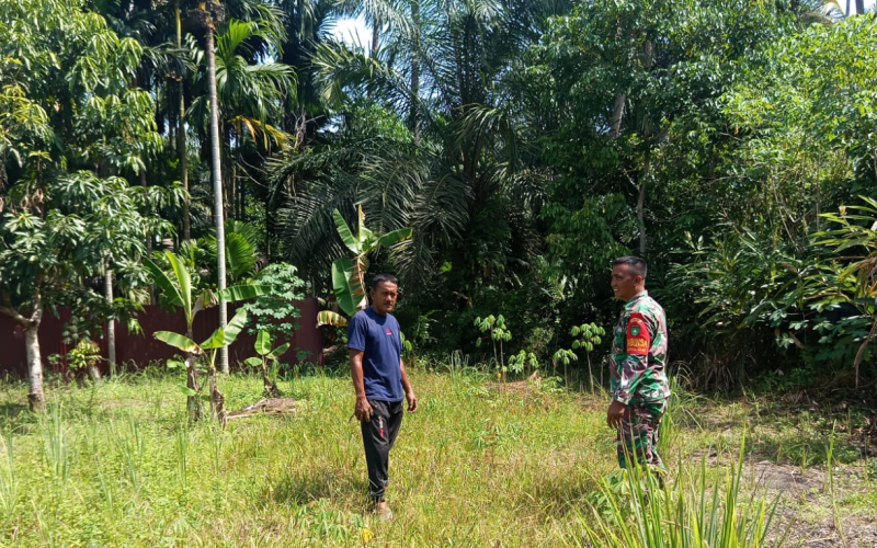 Babinsa Koramil 01 Dumai Laksanakan Patroli Karhutla dan Dampingi Budidaya Kacang Panjang Warga