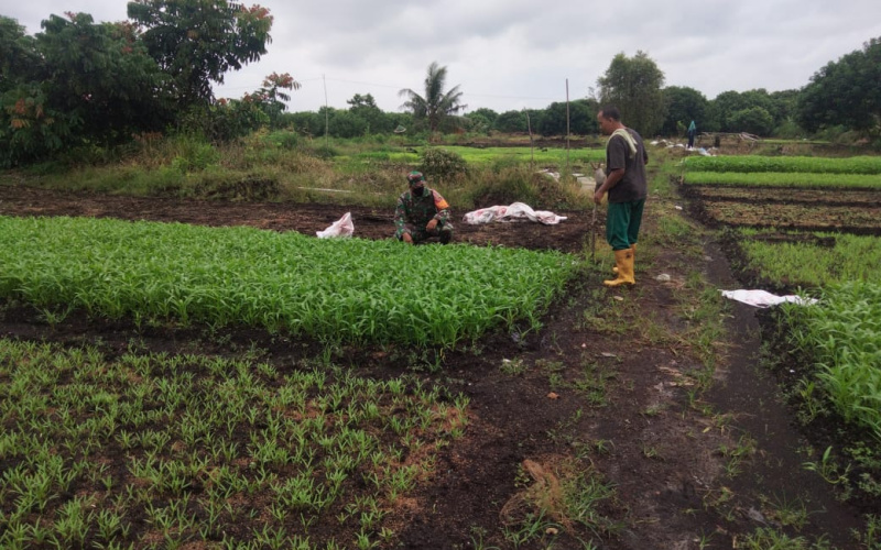 Bhabinsa STDI Sosialisasi dan Pendampingan Karya Nyata Tanaman Kangkung