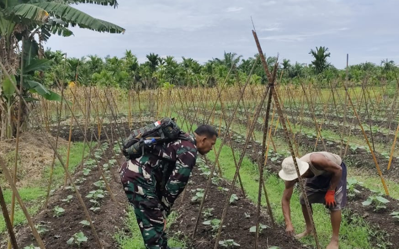 Babinsa Batu Teritip Dampingi Petani Mentimun, Sekaligus Ingatkan Bahaya Karhutla