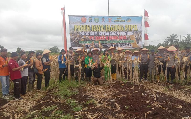 Sinergi Kodim Dumai dan Petani, Panen Raya Jagung Pipil Sukses Digelar di Basilam Baru